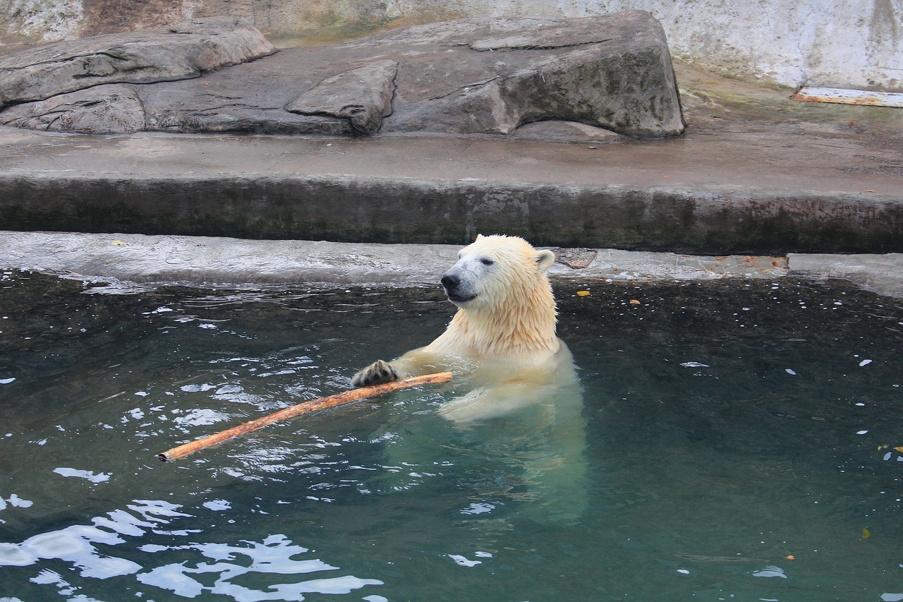 bear zoo wildlife free photo