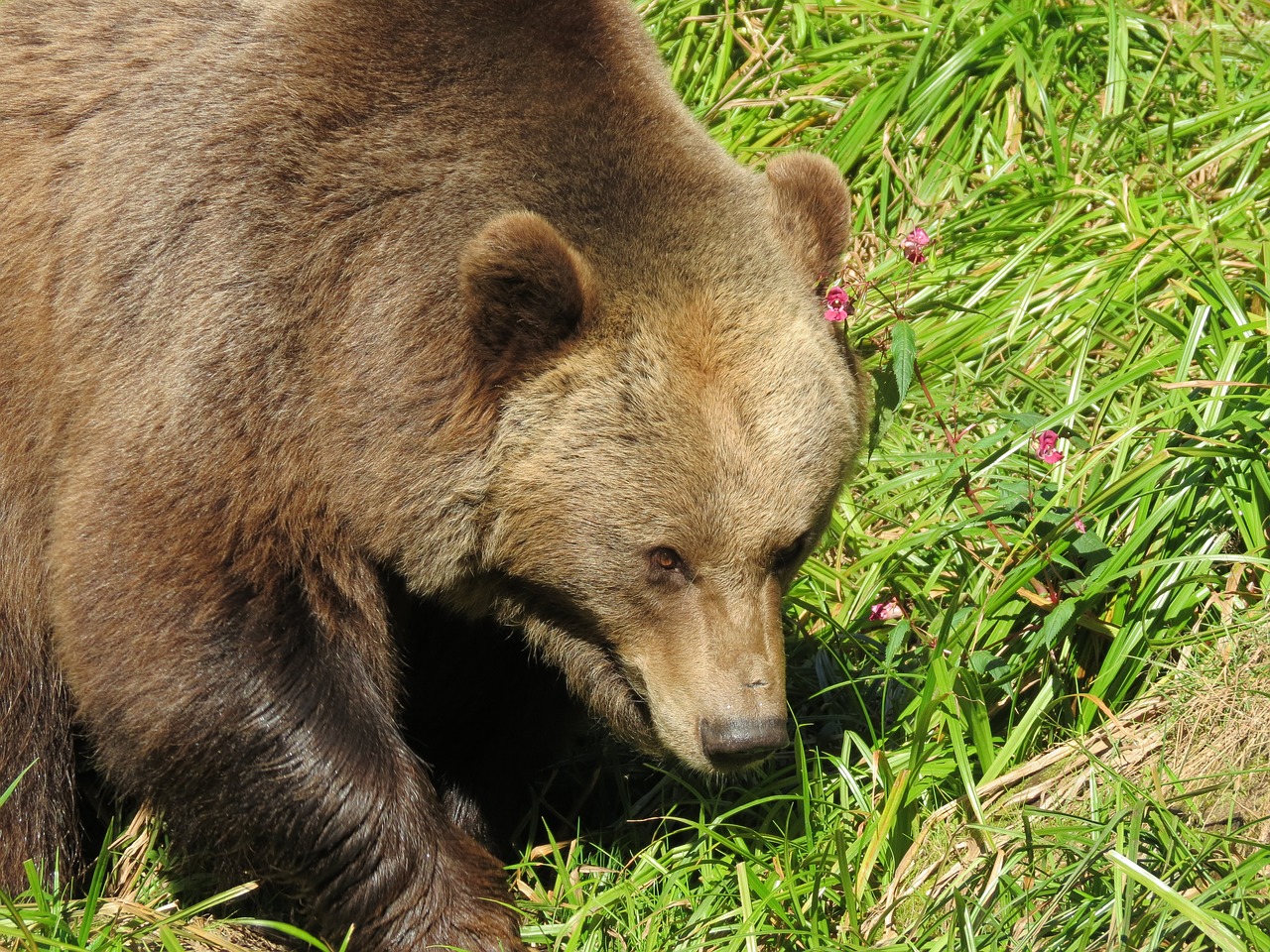 Бежевый медведь в природе. Медвежий парк. Бурый медведь в Индии. Медведь несет.