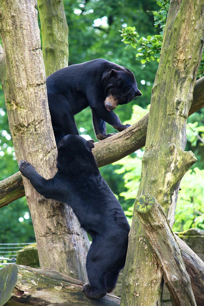 bear zoo animal world free photo