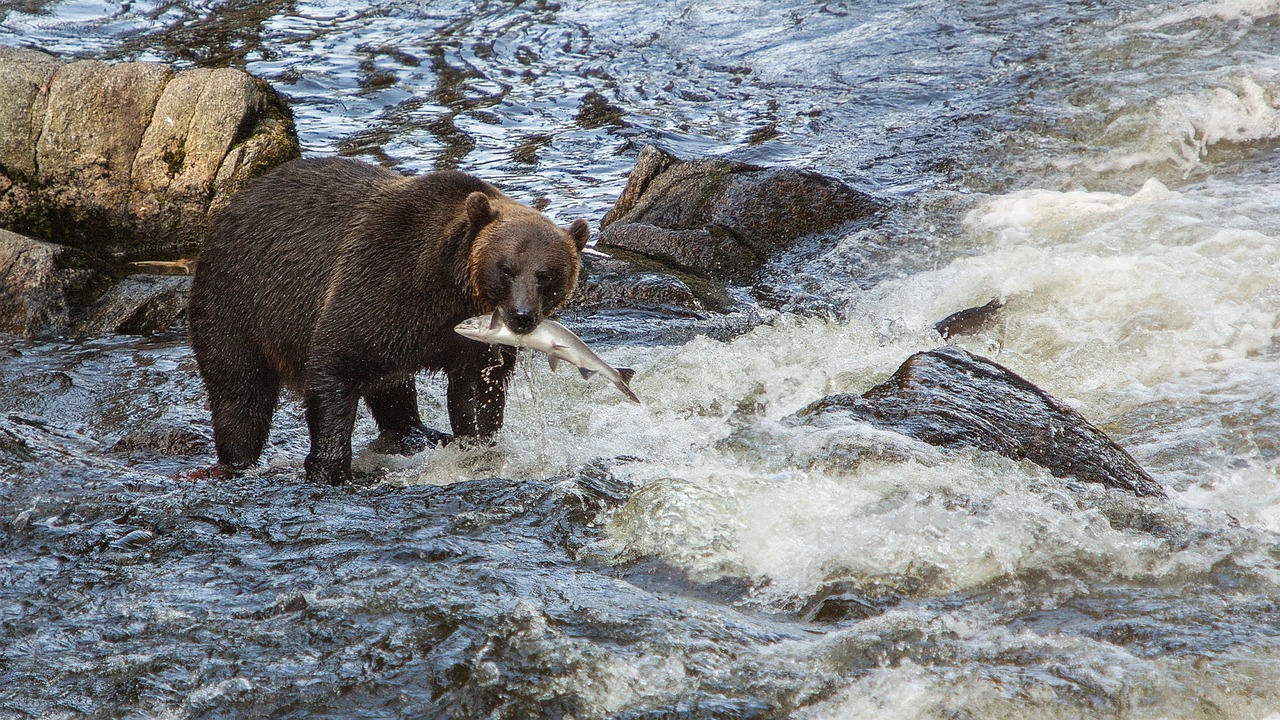 bear fishing fish free photo