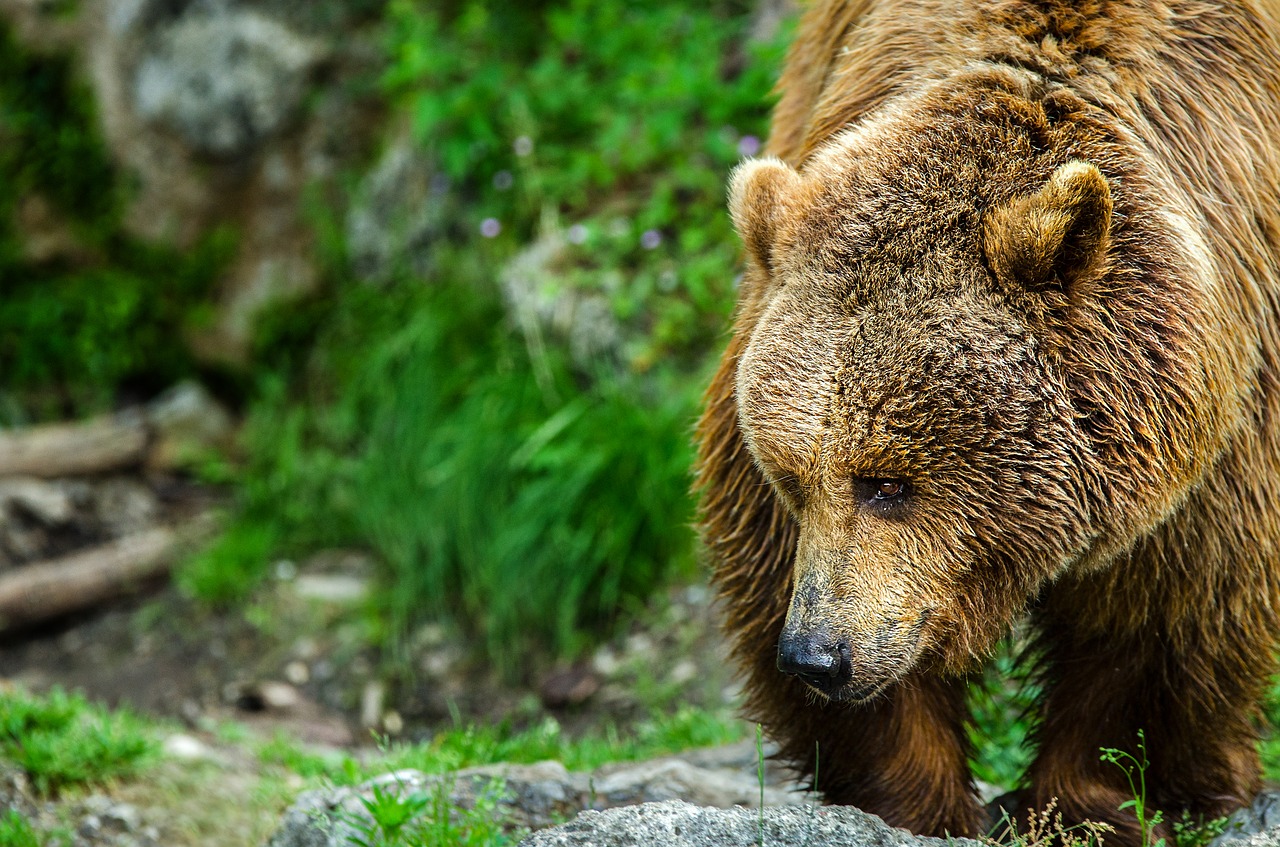 bear brown bear predator free photo
