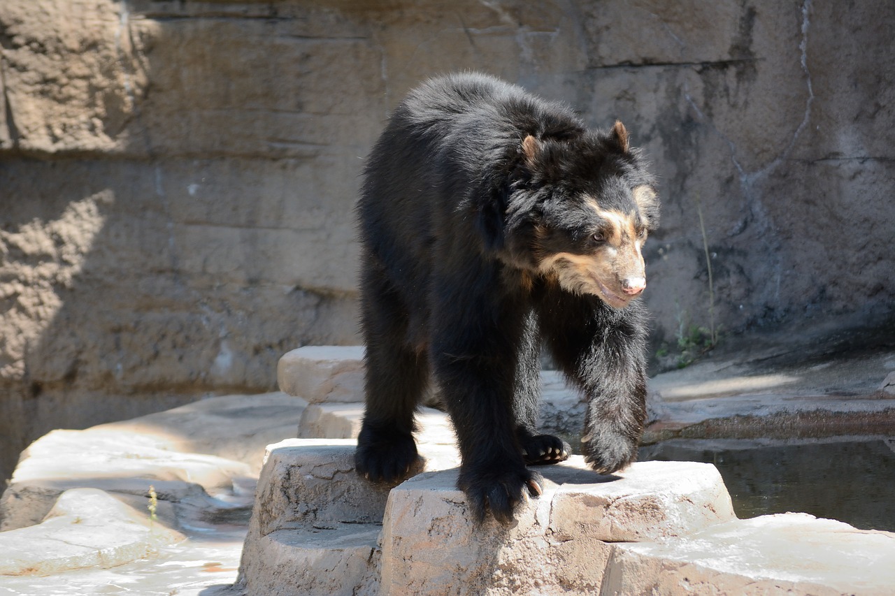 bear zoo wildlife free photo