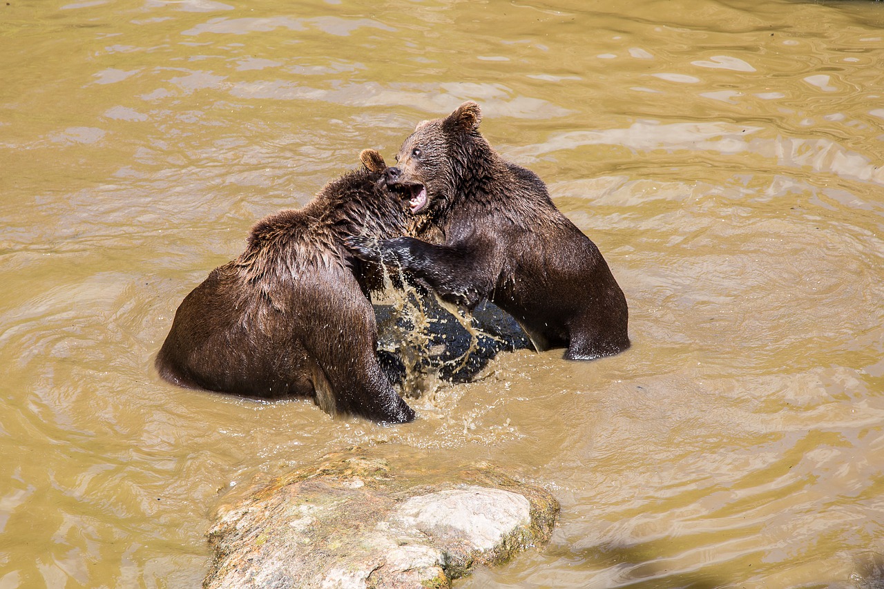 bear brown bear national park free photo