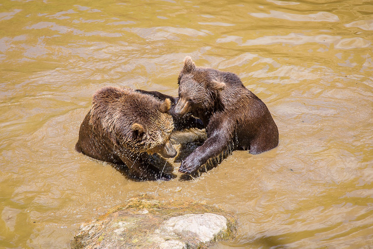 bear brown bear national park free photo