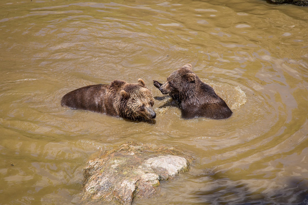 bear brown bear national park free photo