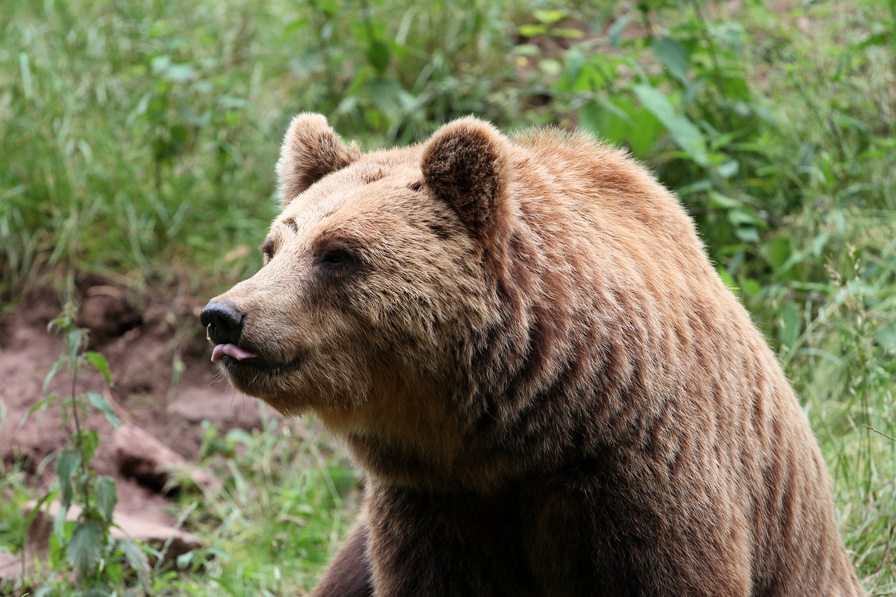 bear brown bear mammals free photo