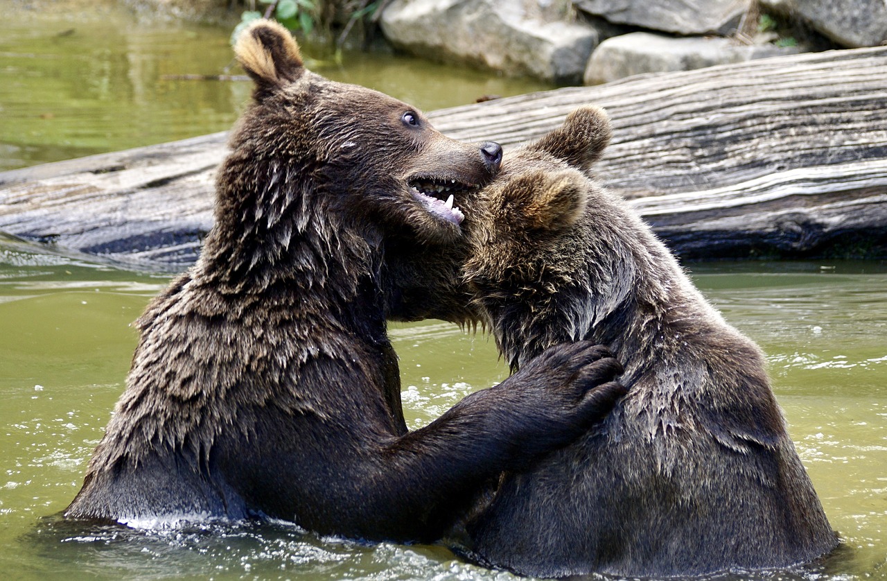 bear brown bears young bear free photo