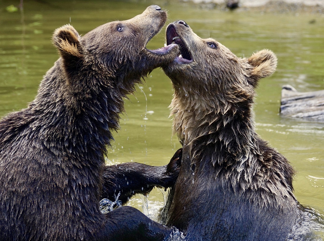 bear brown bears young bear free photo