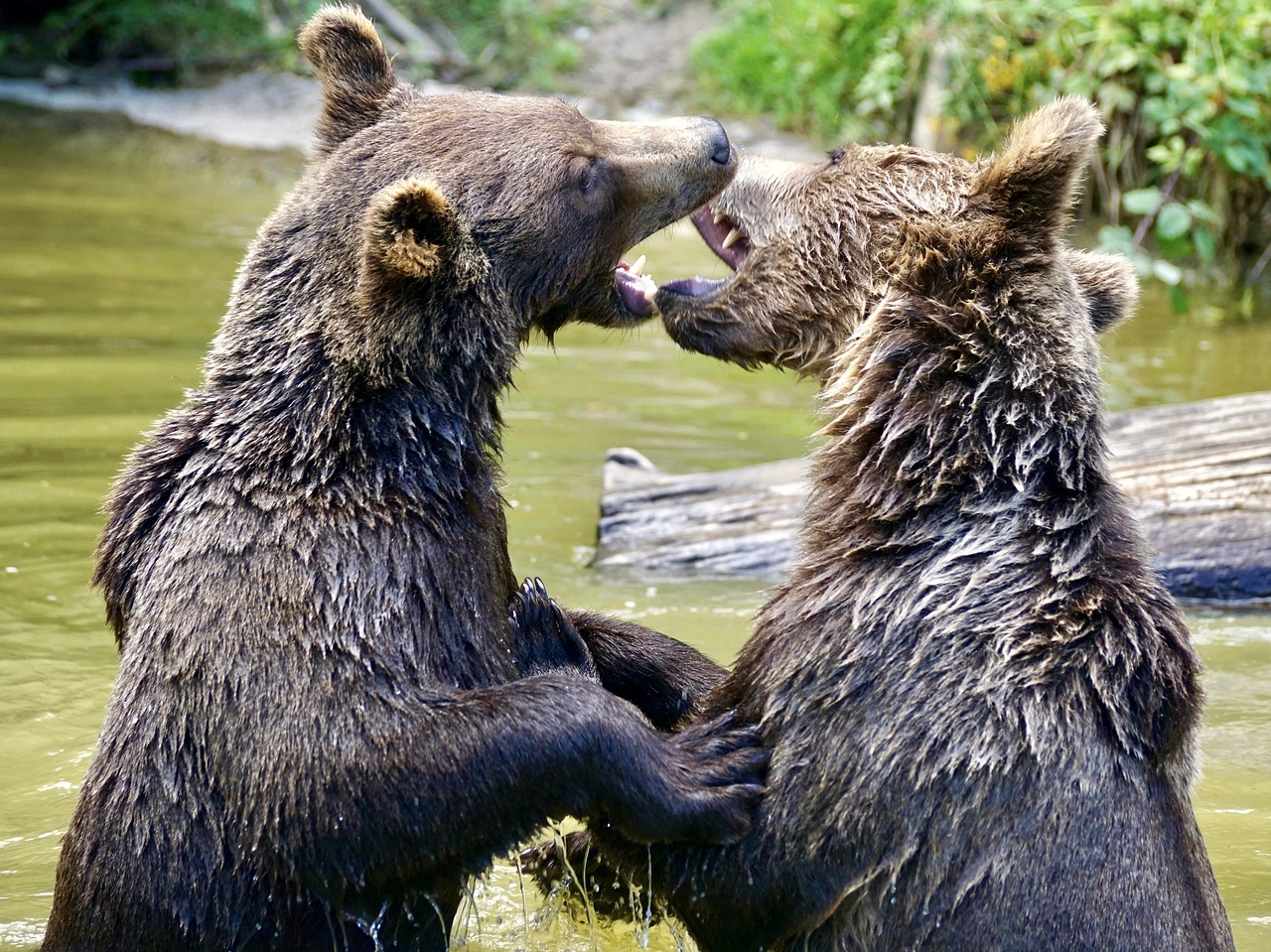 bear brown bears young bear free photo