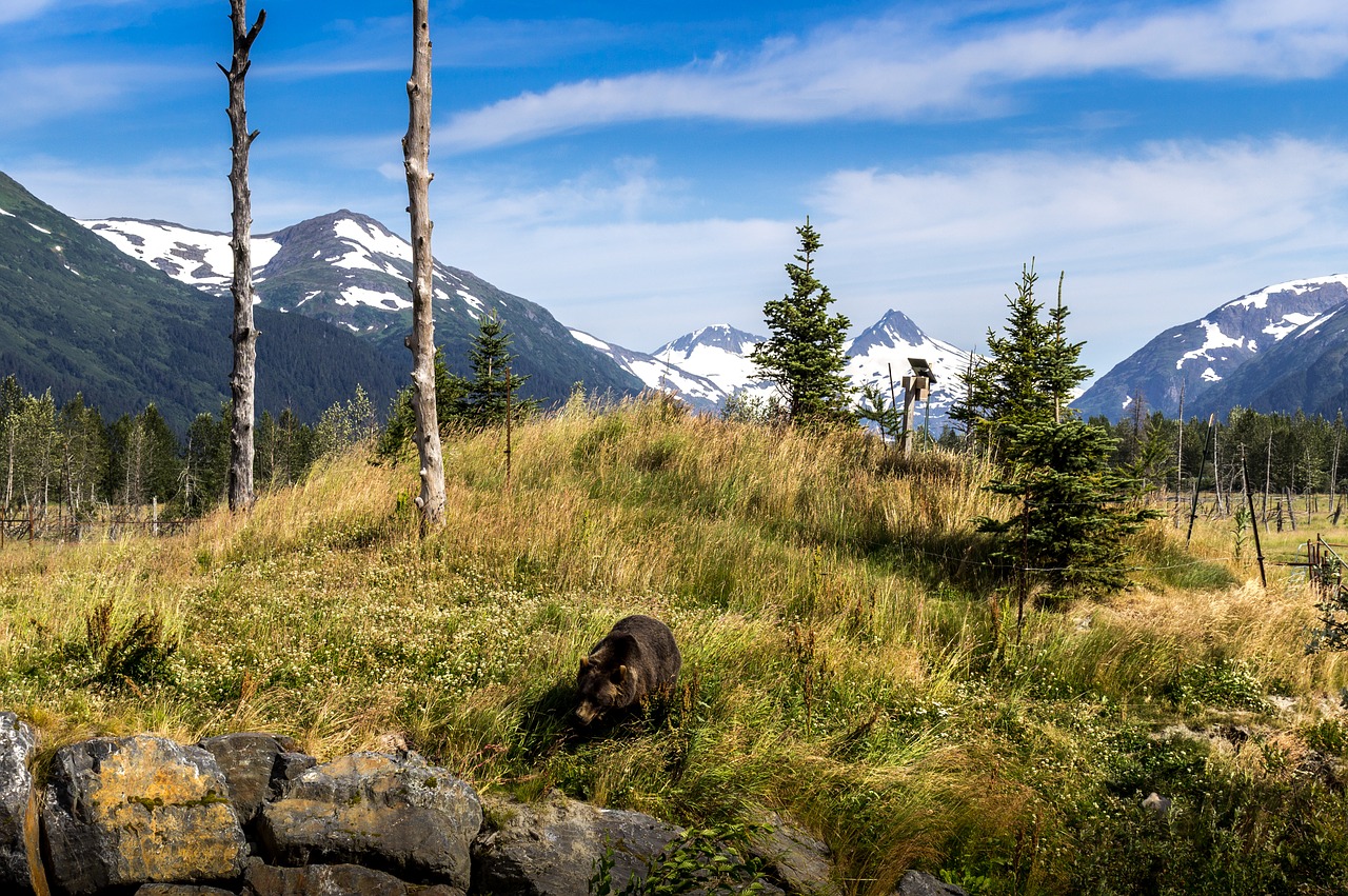 bear scene landscape free photo