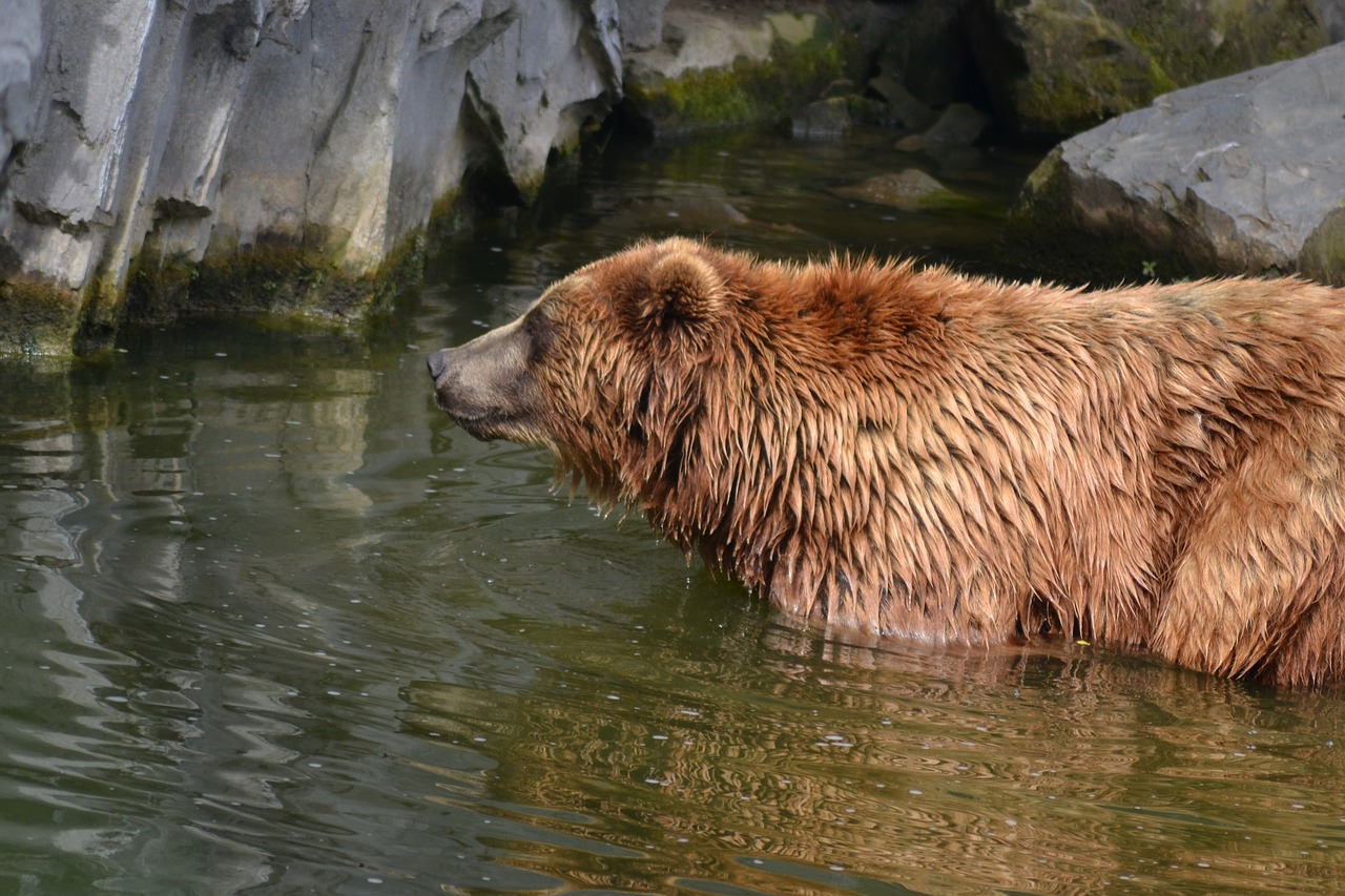 bear water swim free photo