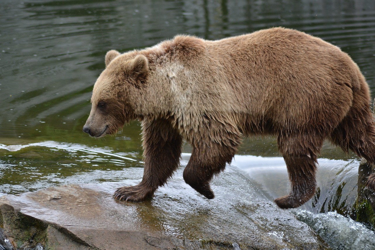 bear water river free photo