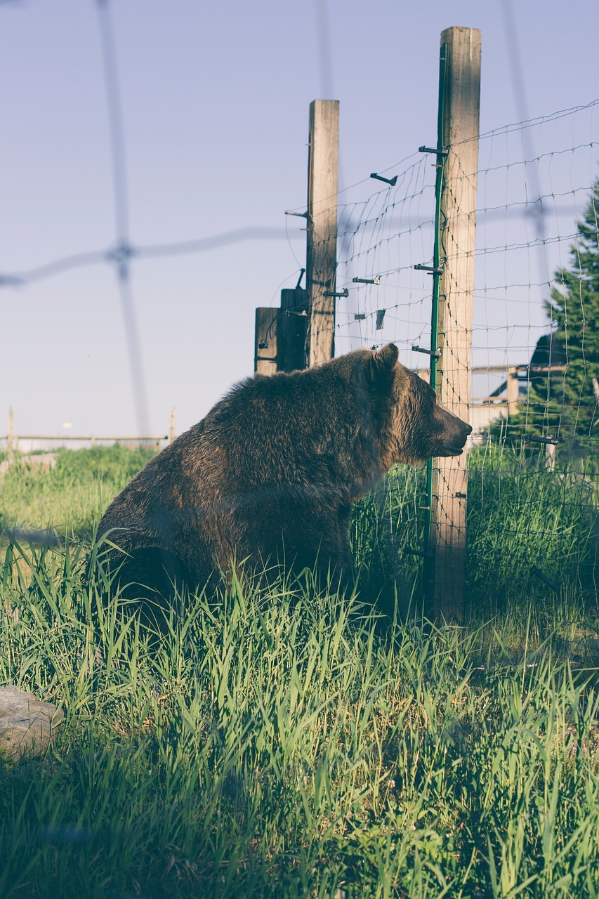 bear wildlife net cute free photo