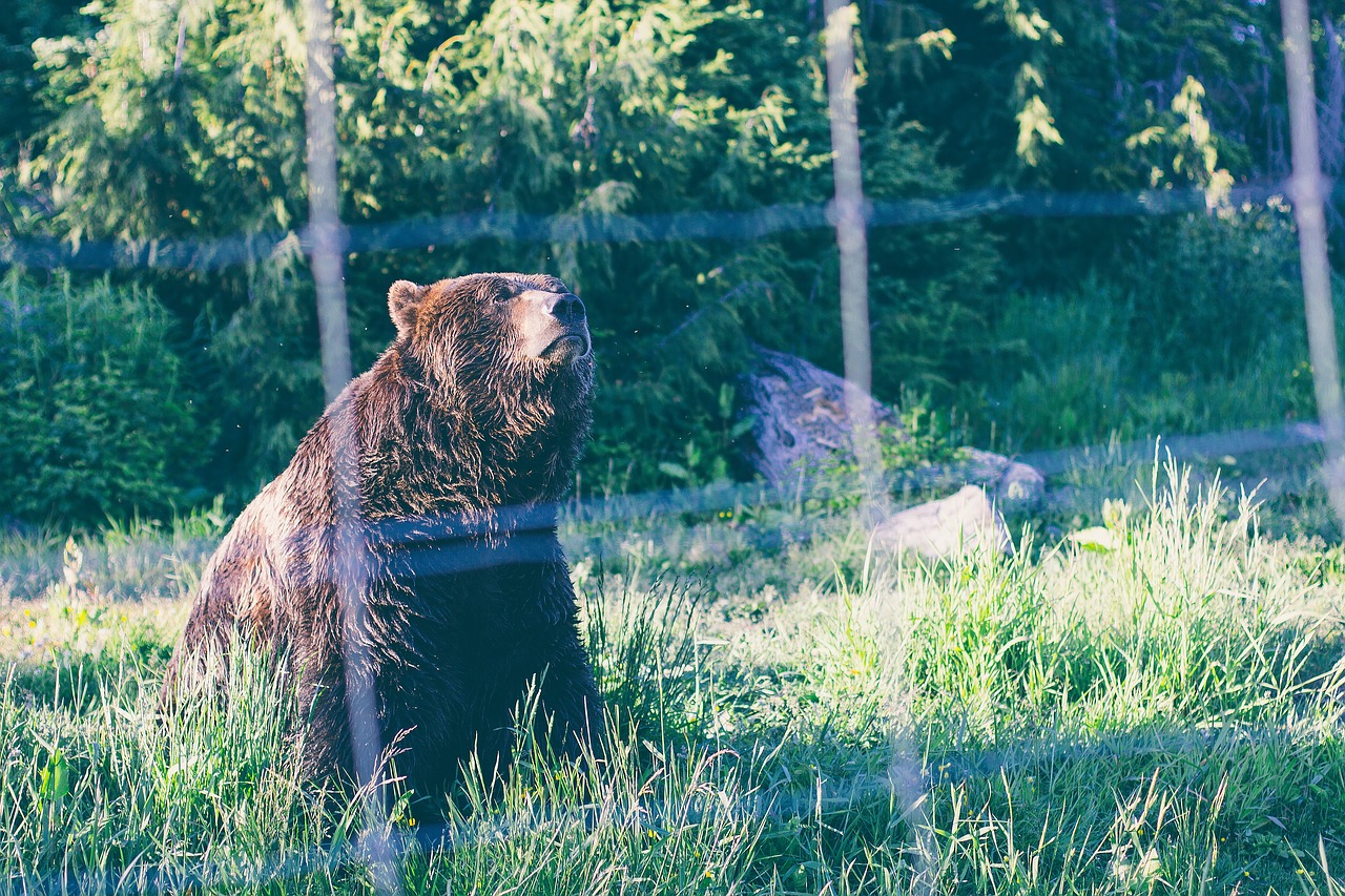 bear wildlife net cute free photo