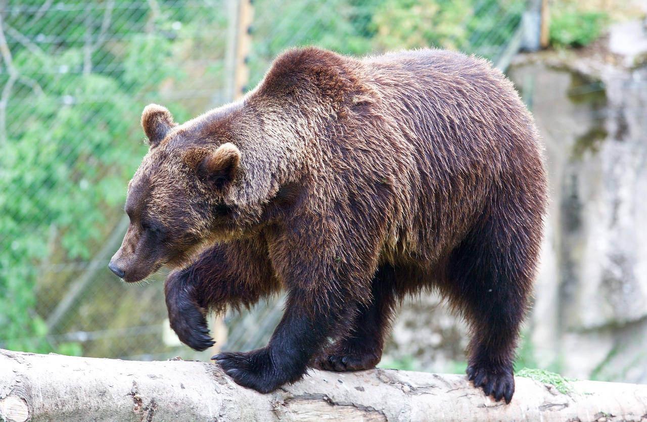 bear wild animal wild free photo