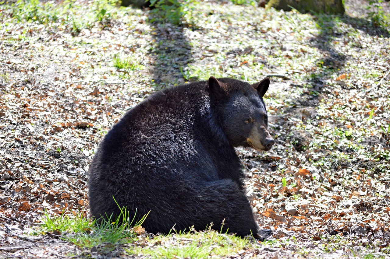 bear animal zoo free photo