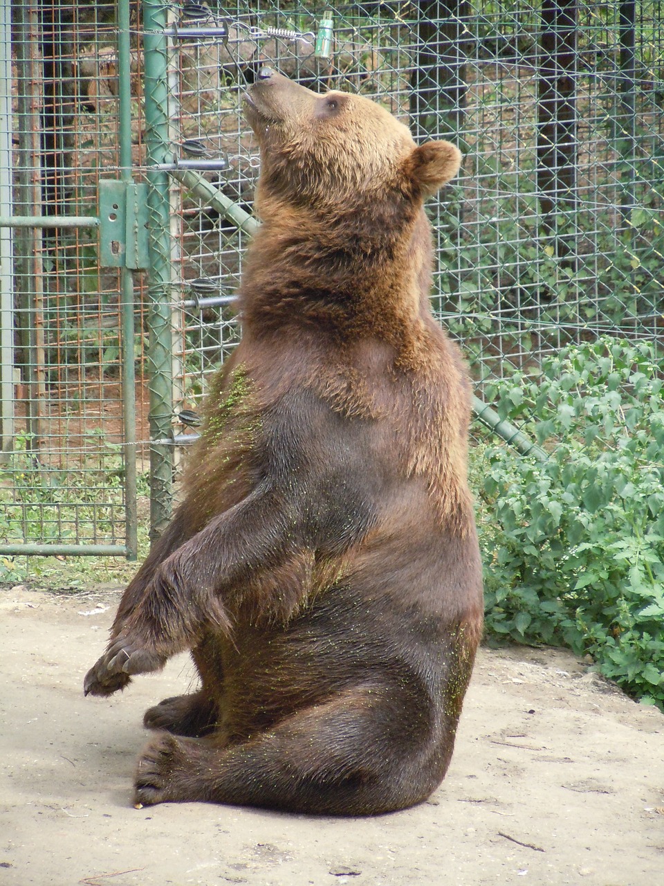 bear zoo mammal free photo