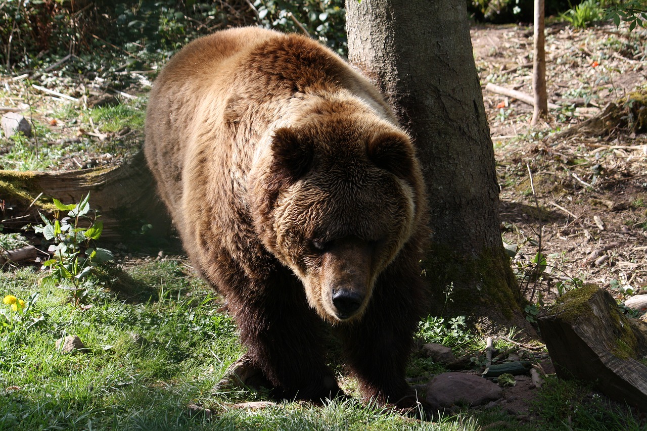 bear tree mammal free photo