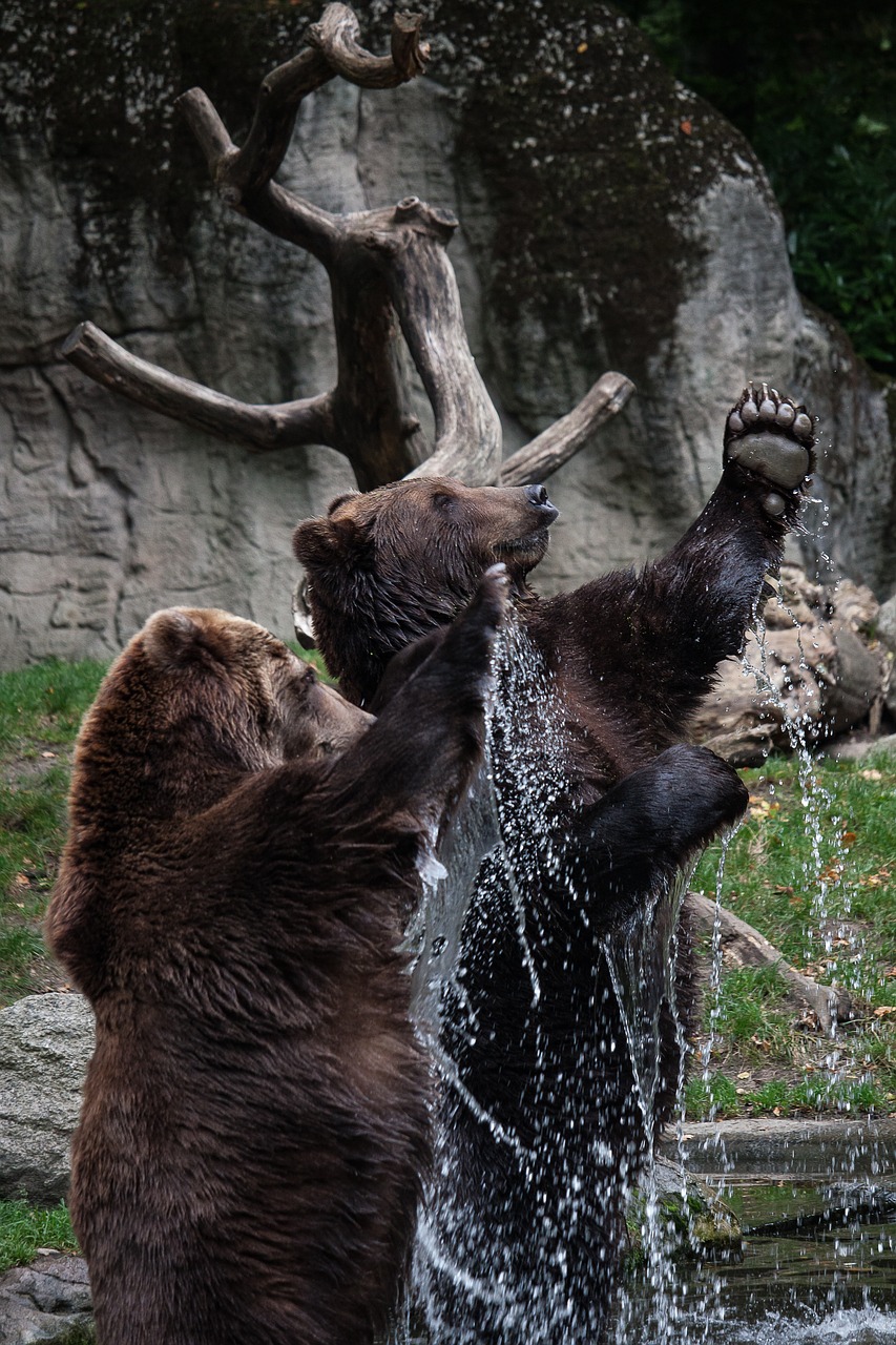 bear animal water free photo