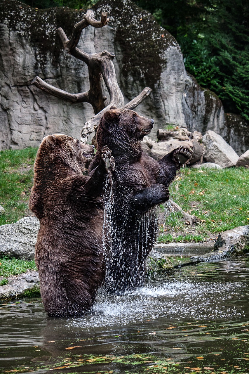 bear animal dangerous free photo