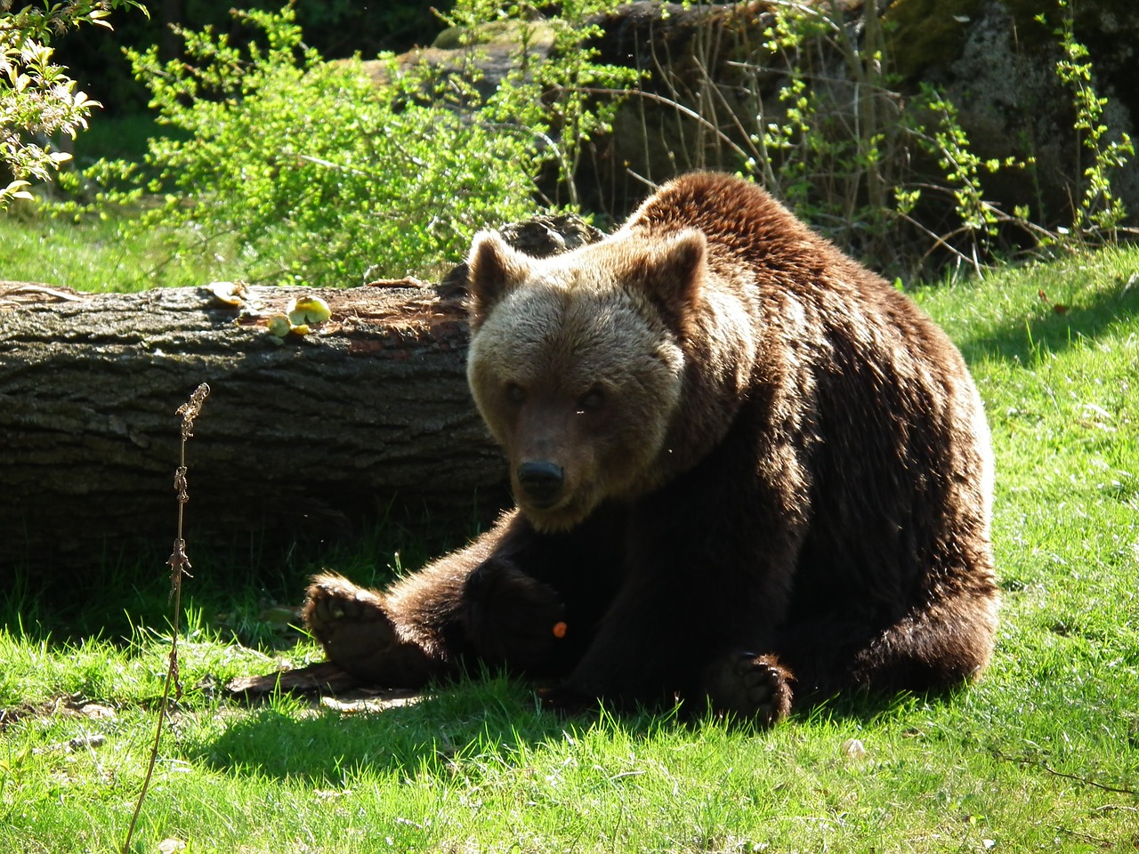 bear zoo animal free photo