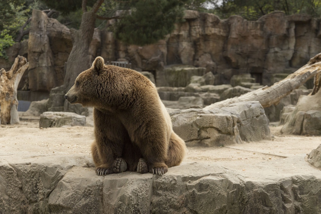 bear waiting for food in the zoo madrid free photo