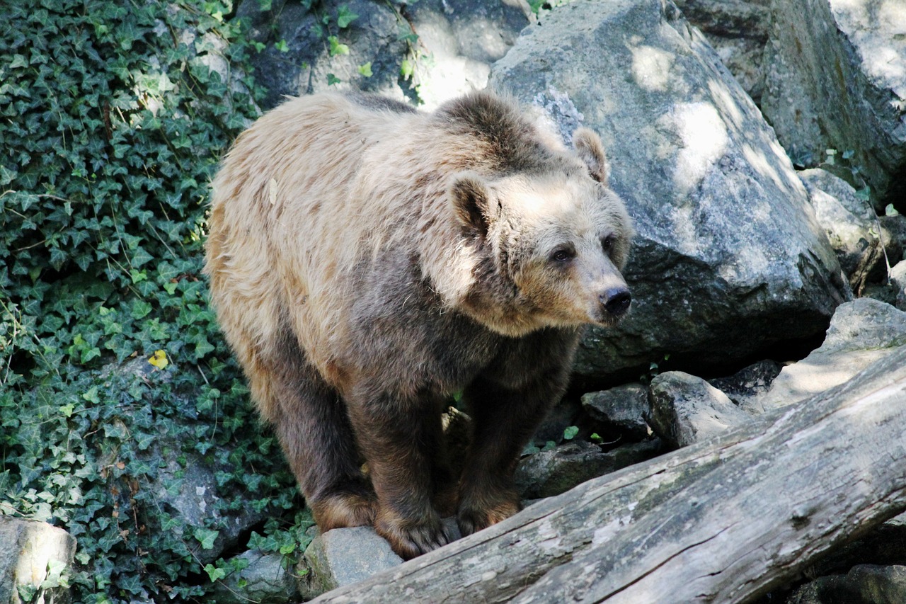 bear  nature  fauna free photo