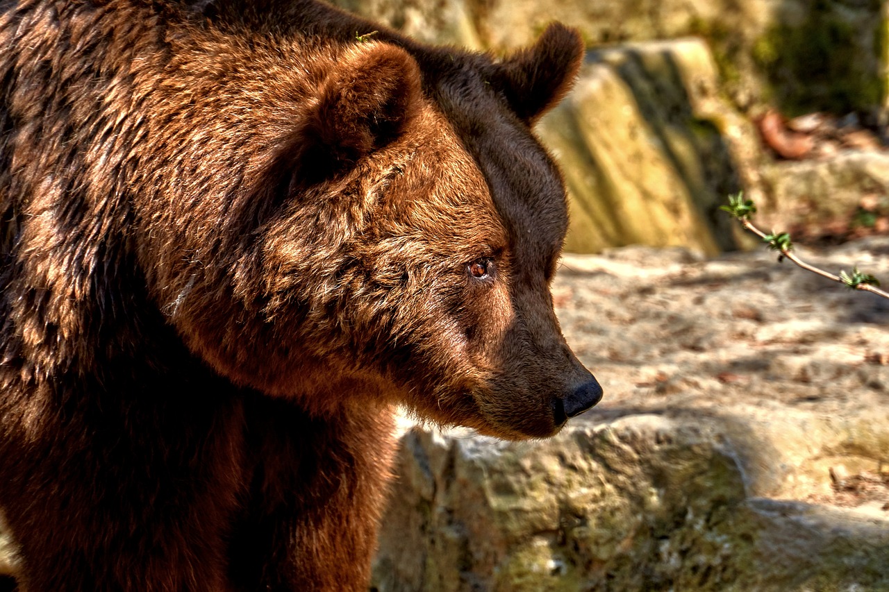 bear  mammal  animal world free photo