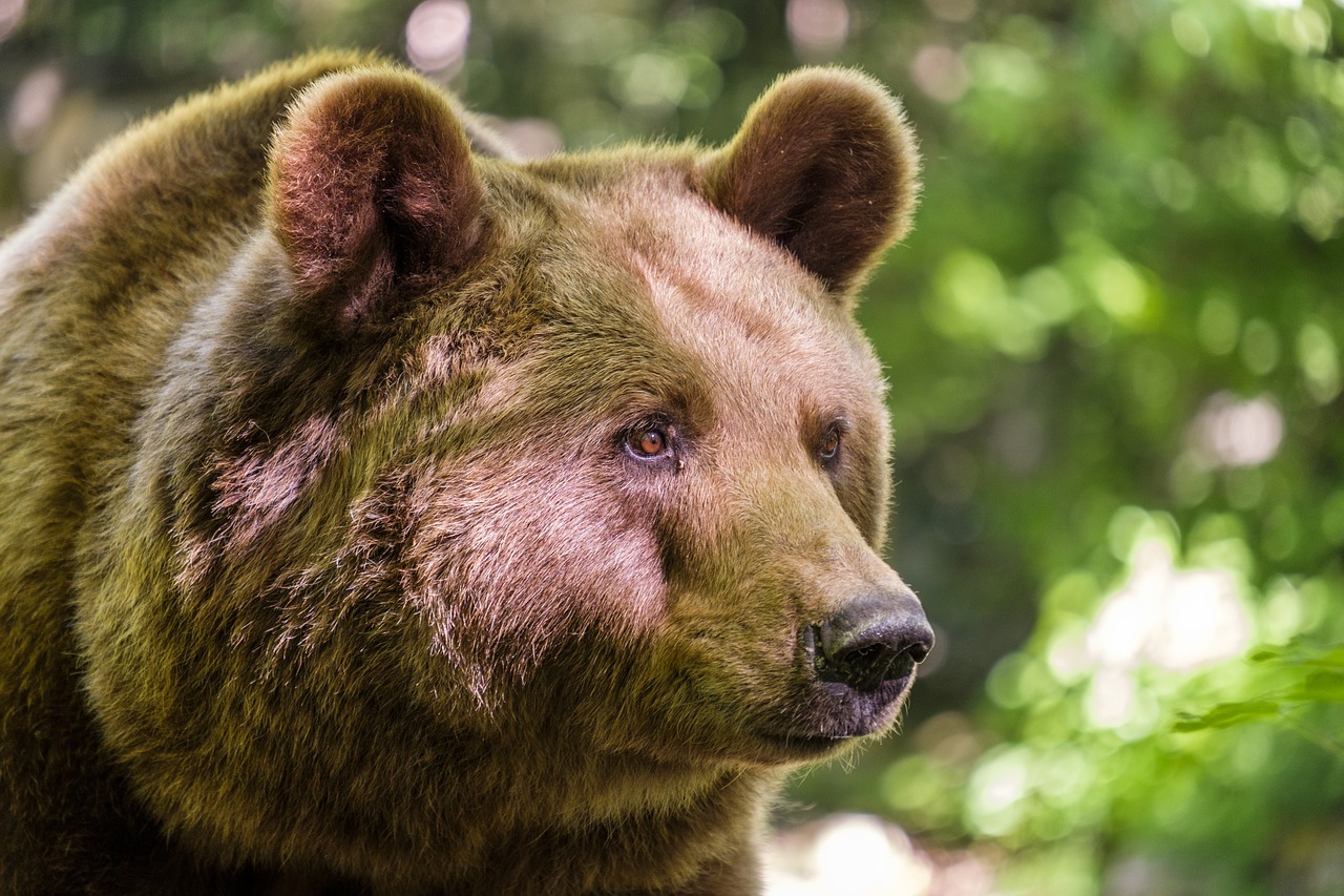 bear  brown bear  mammals free photo