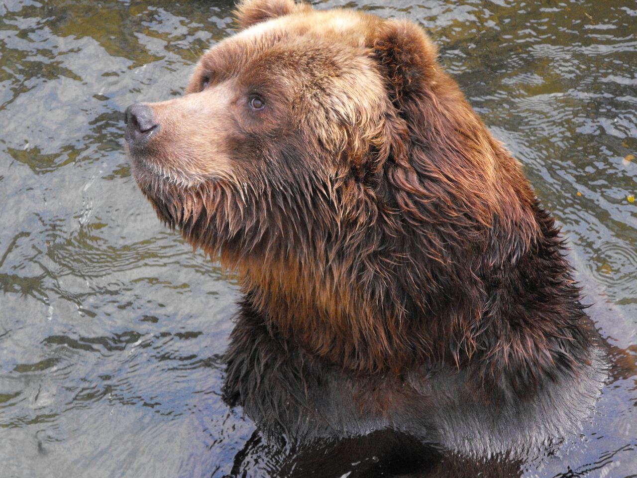 bear animals zoo free photo