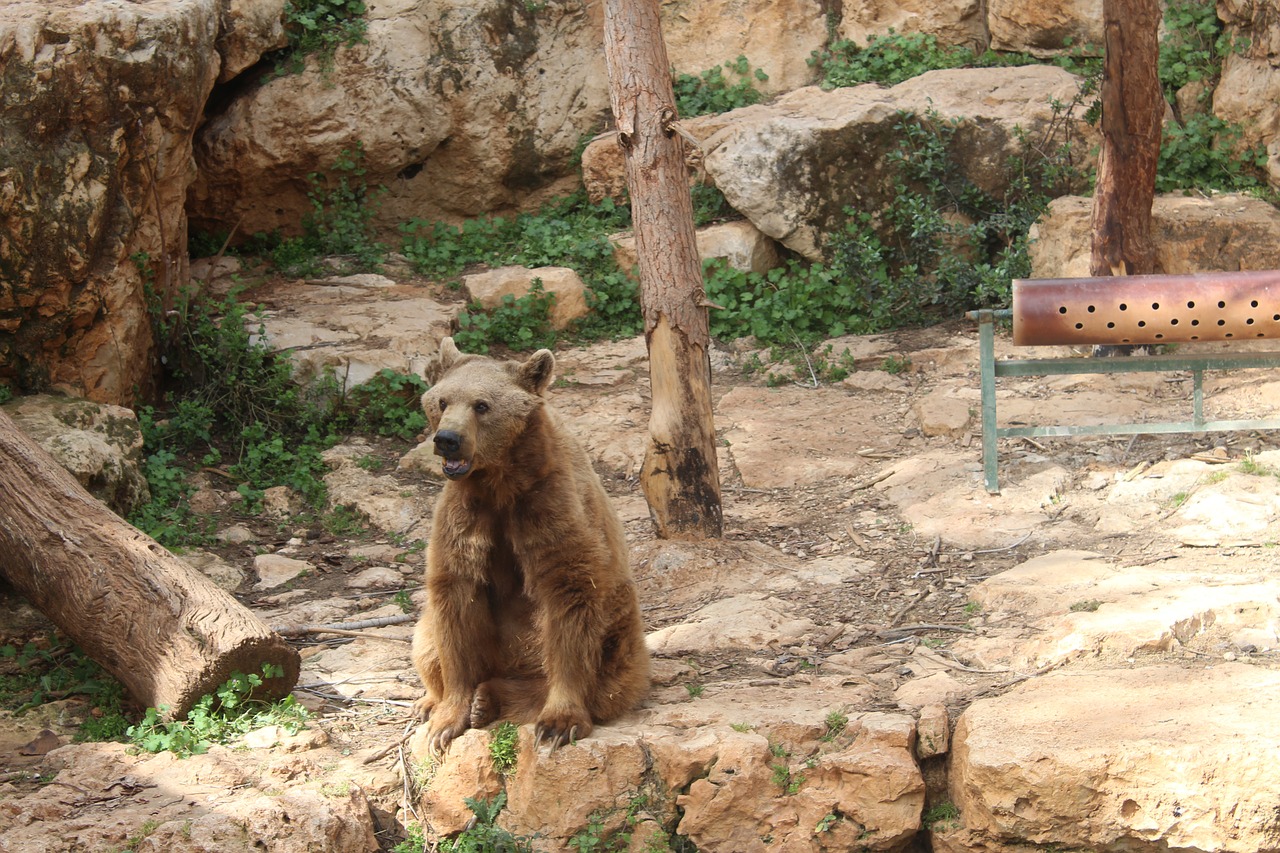 bear  the biblical zoo  animals free photo