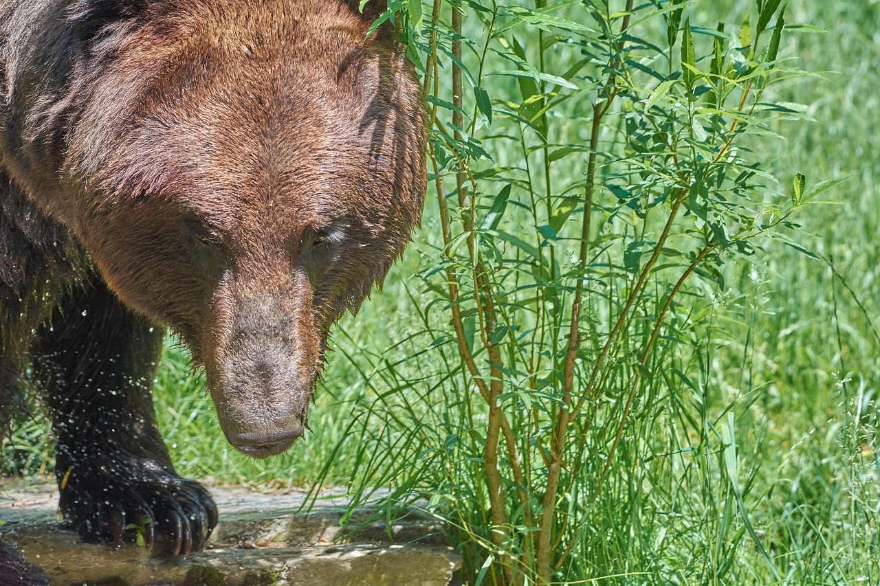 bear  brown  brown bear free photo