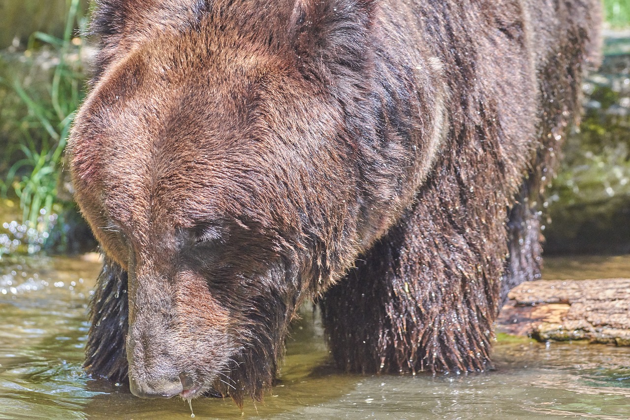 bear  water  brown free photo