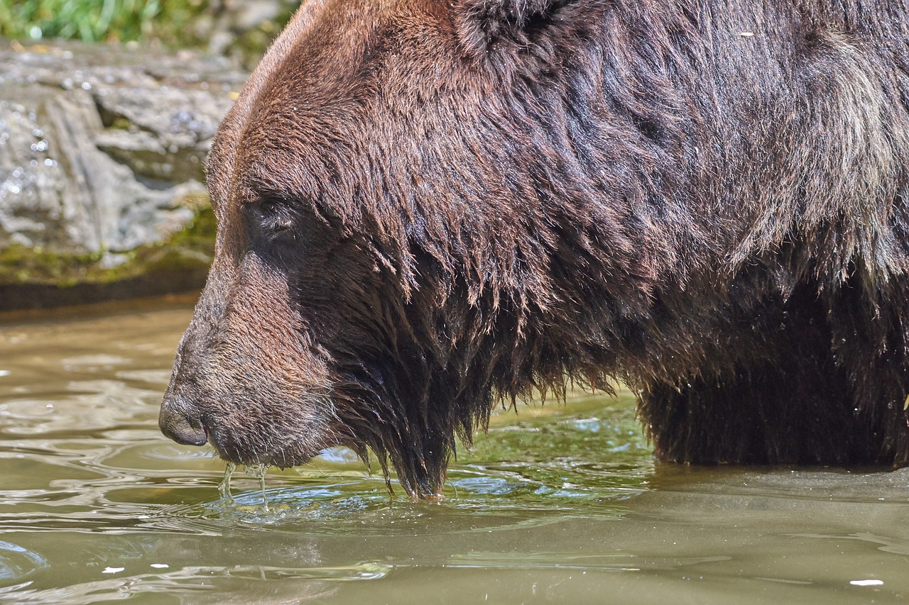 bear  water  brown free photo