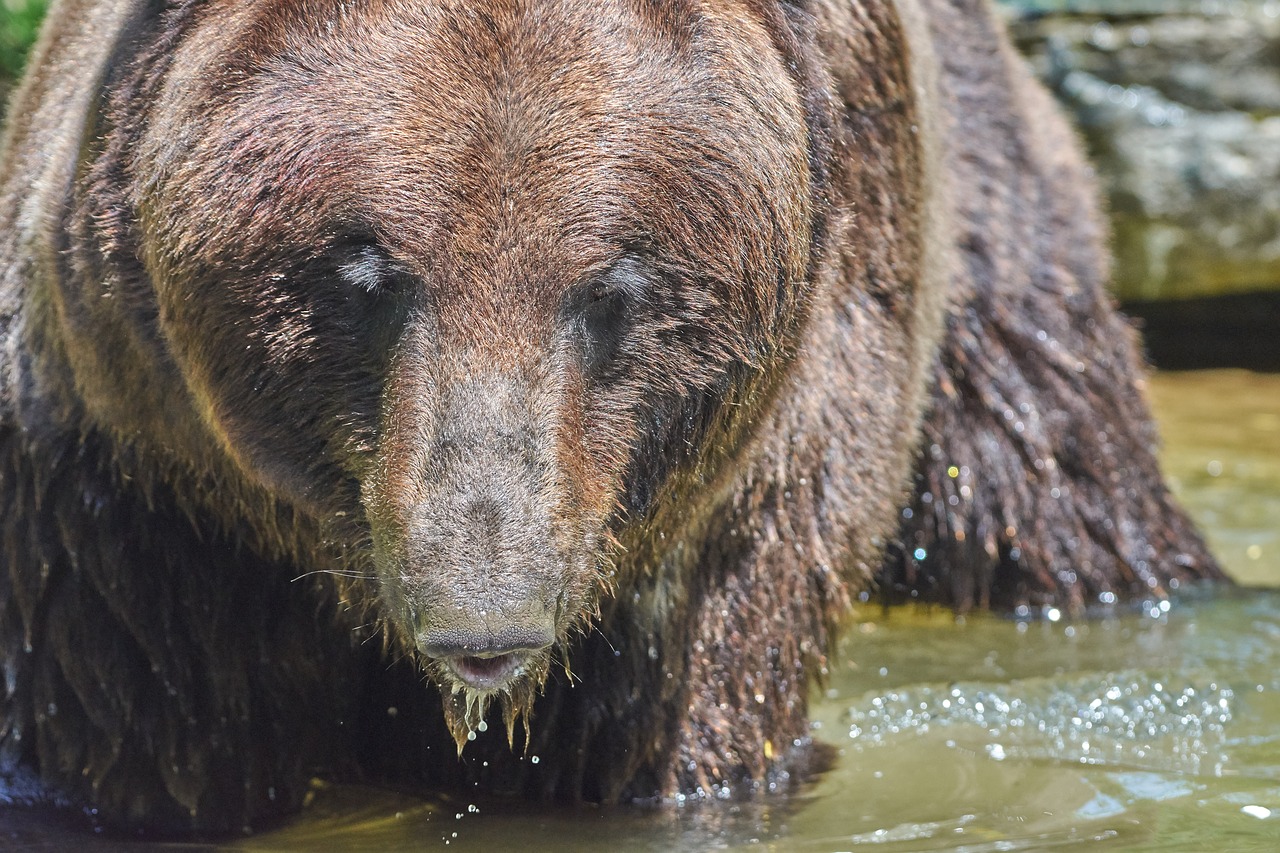 bear  water  brown free photo