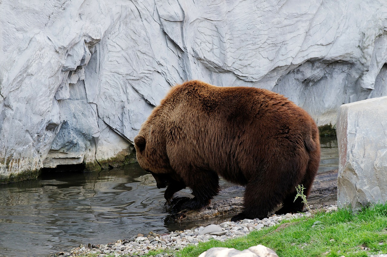bear brown kamchatka bear free photo