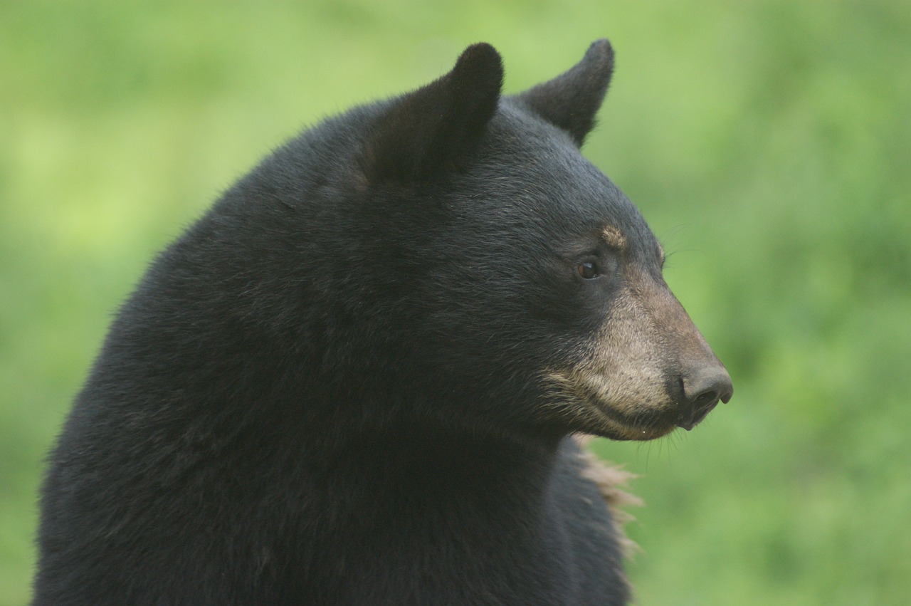 bear  black bear  animal free photo