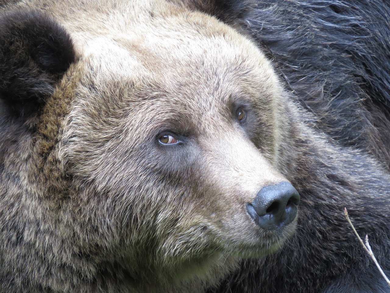 bear  animal world  nature free photo