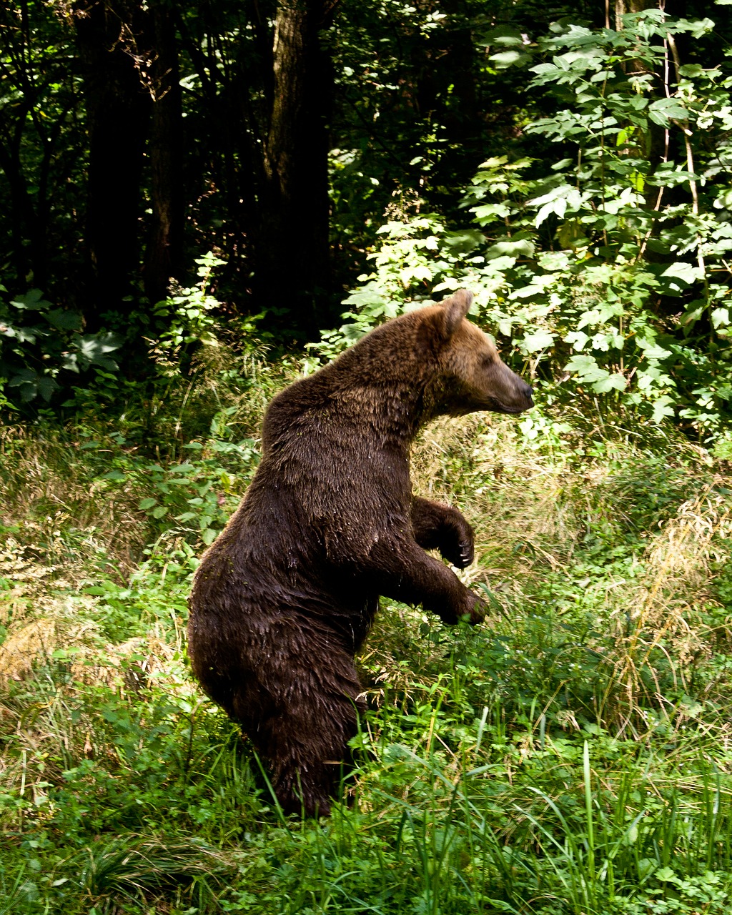 bear  brown bear  brown free photo