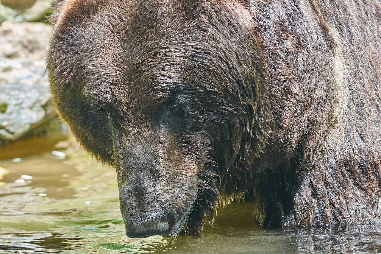 bear  water  nature free photo