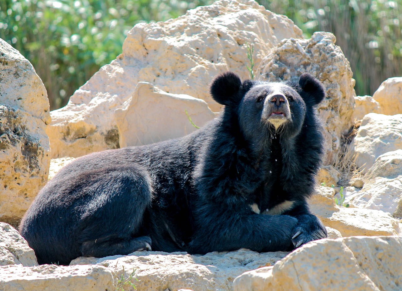 bear  mammal  cry free photo