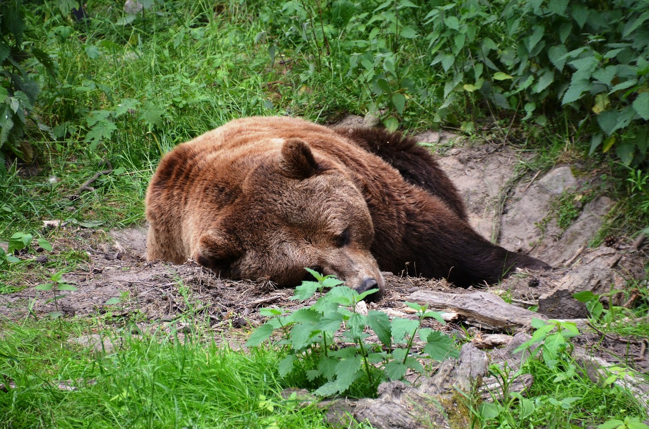 bear forest eco-park free photo