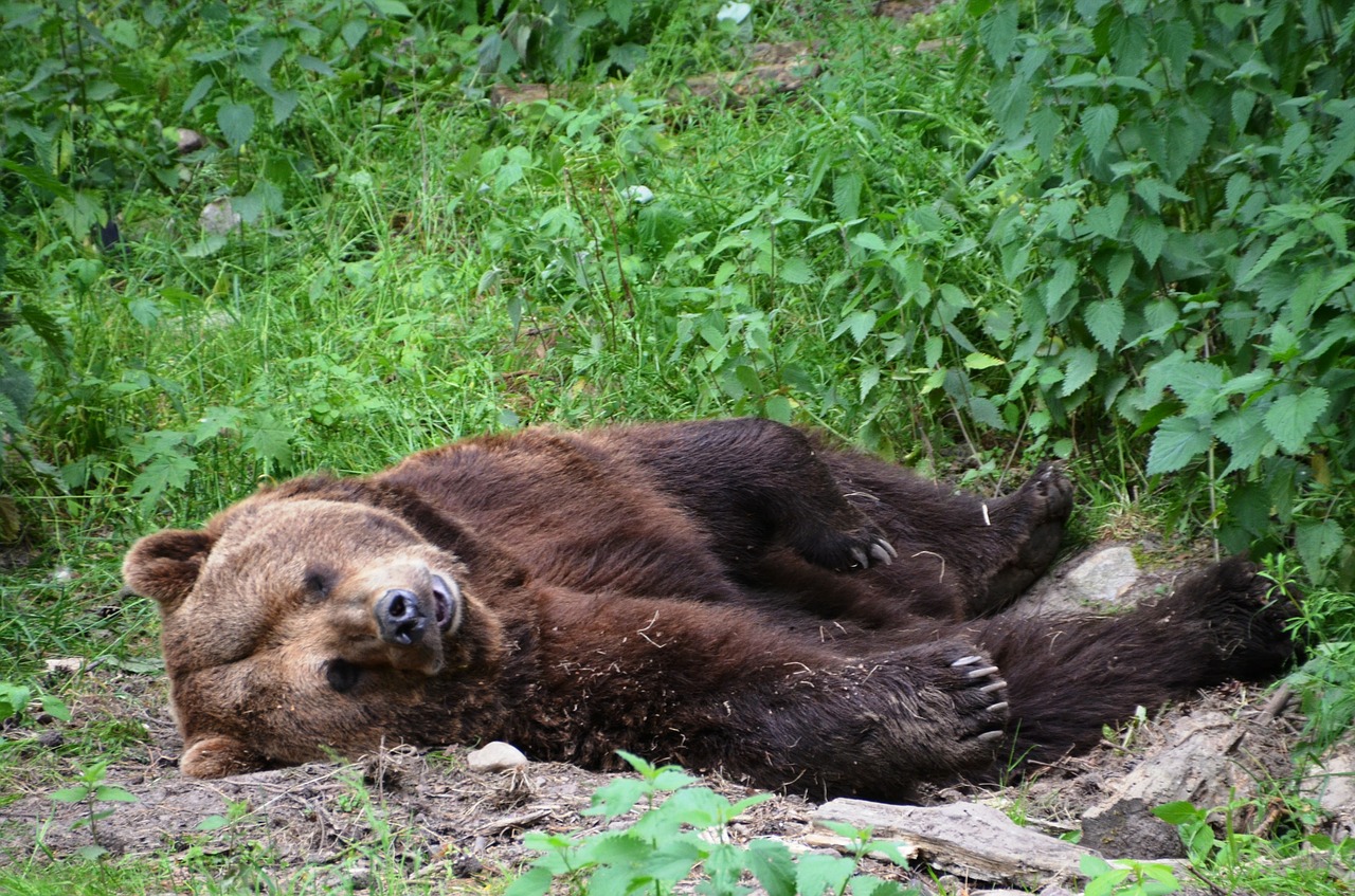 bear forest eco-park