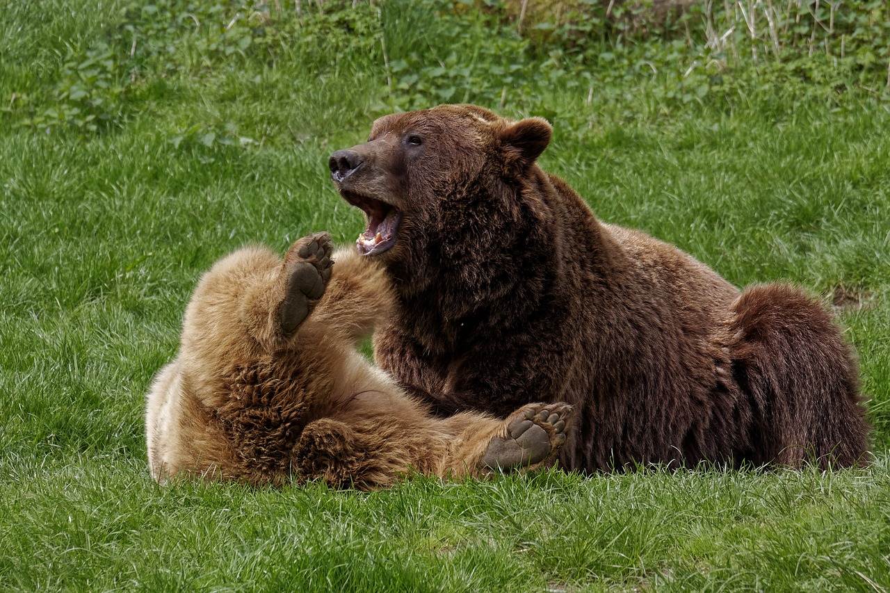 bear  wild animal  mammal free photo