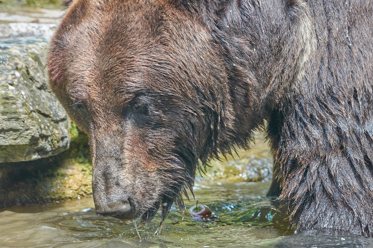 bear  brown  mammal free photo