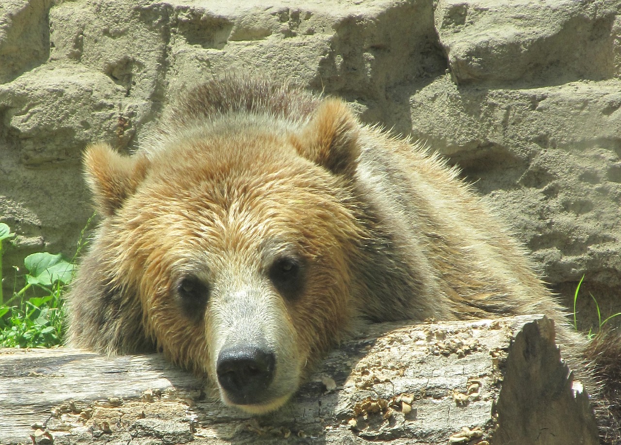 bear  grizzly  nature free photo