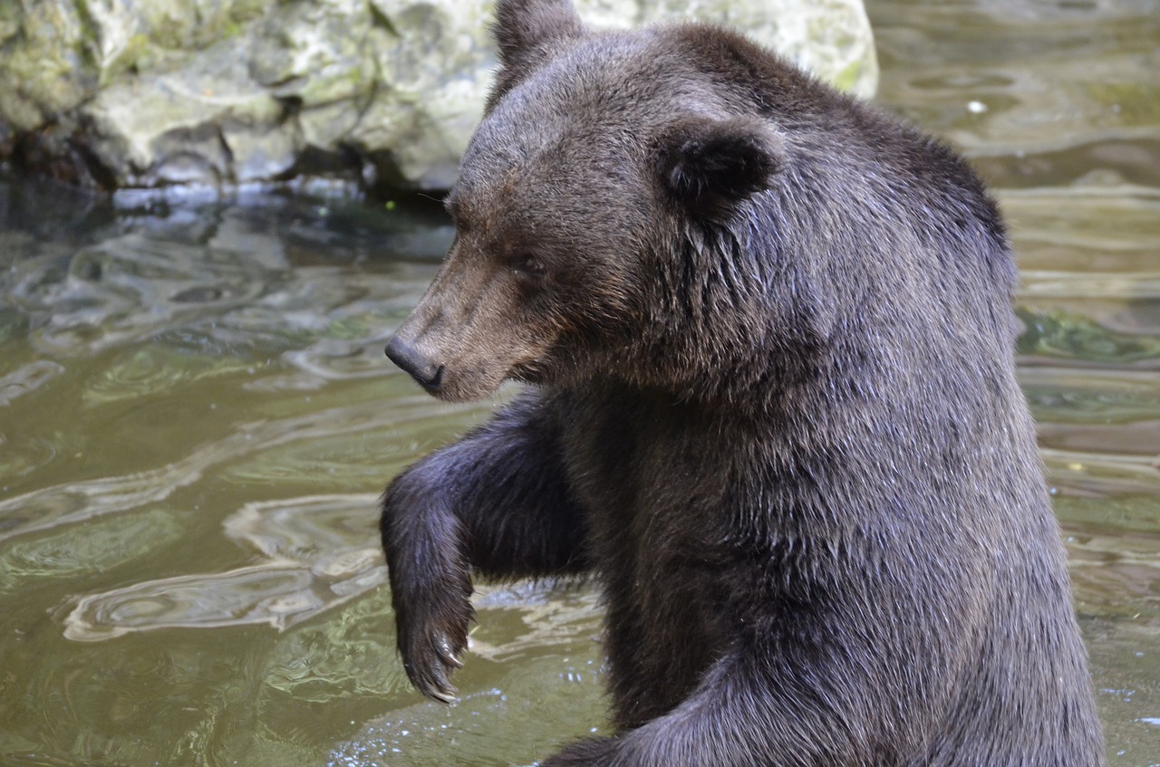 bear  brown bear  fur free photo