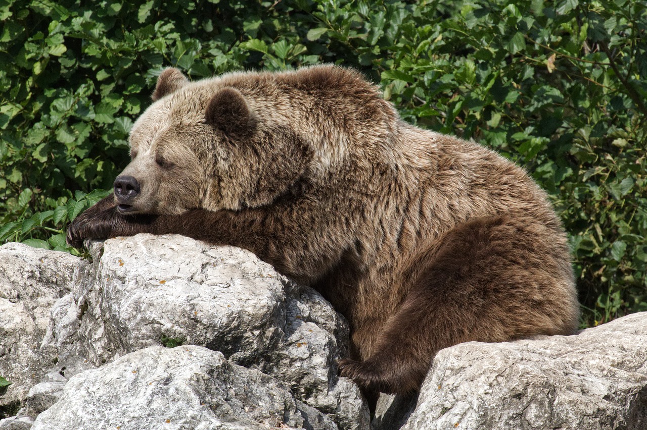 bear  brown bear  animal free photo