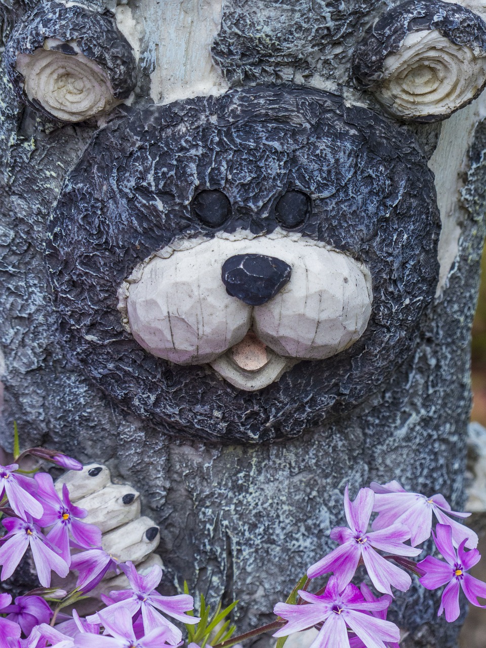bear face garden free photo