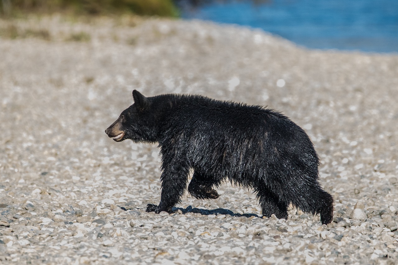 bear  river  wild free photo